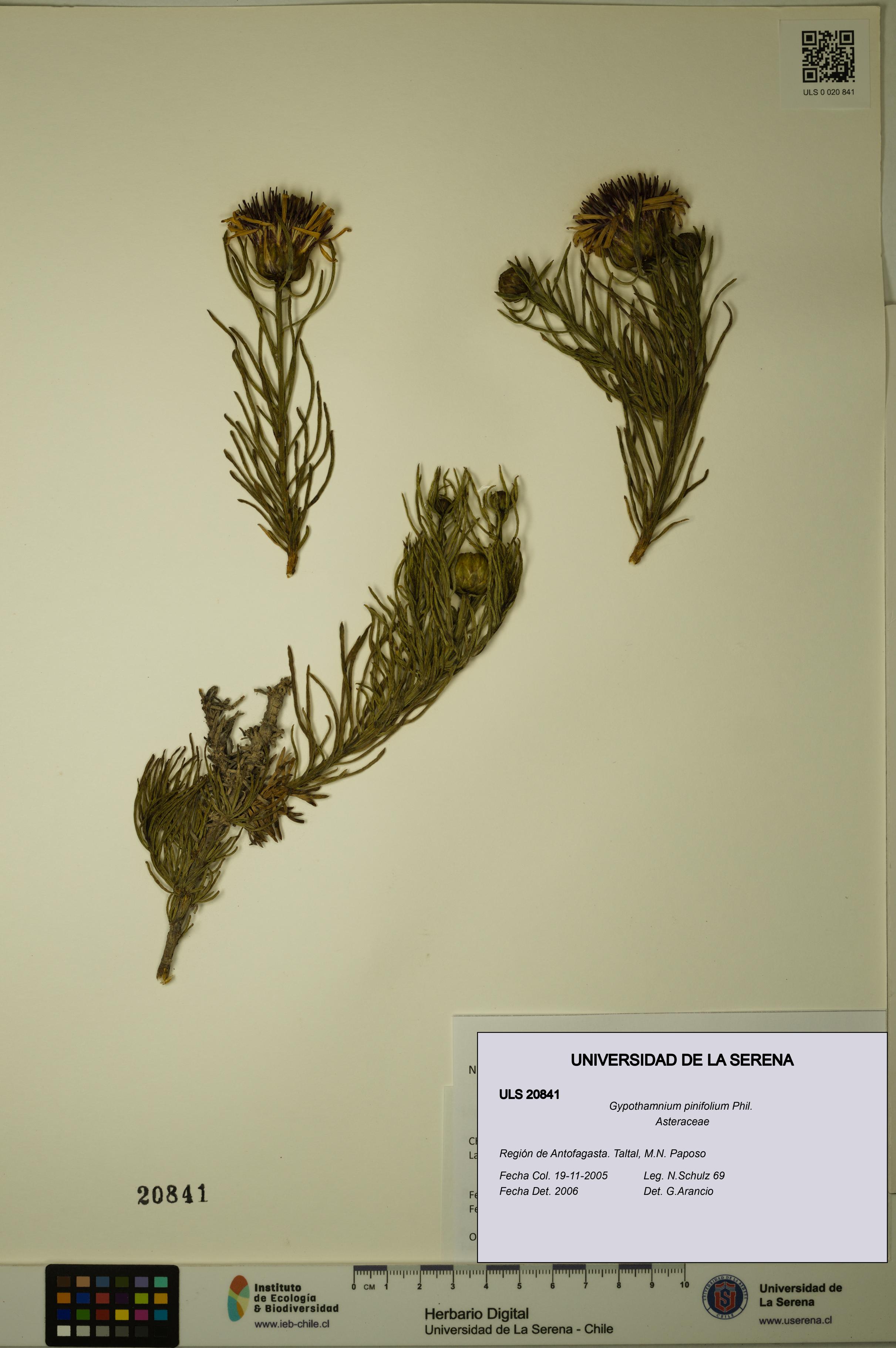 Gypothamnium pinifolium [Espécimen: ULS:ULS:0020841]