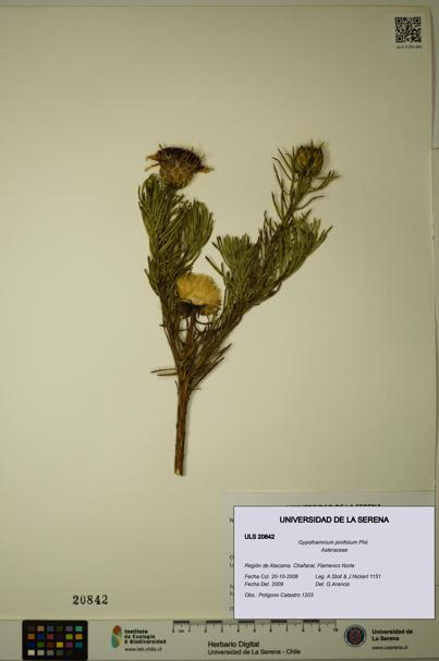 Gypothamnium pinifolium [Espécimen: ULS:ULS:0020842]