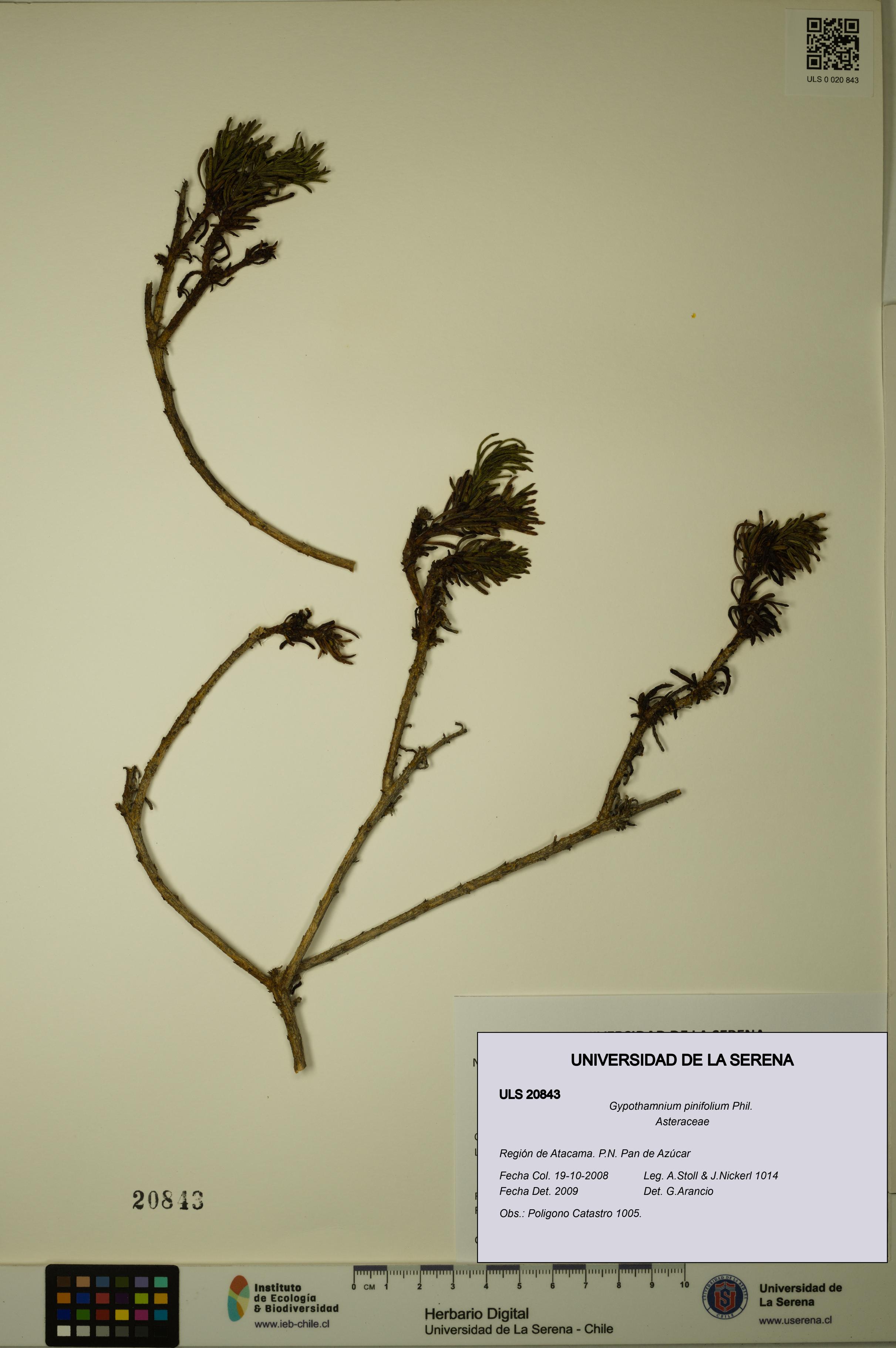 Gypothamnium pinifolium [Espécimen: ULS:ULS:0020843]