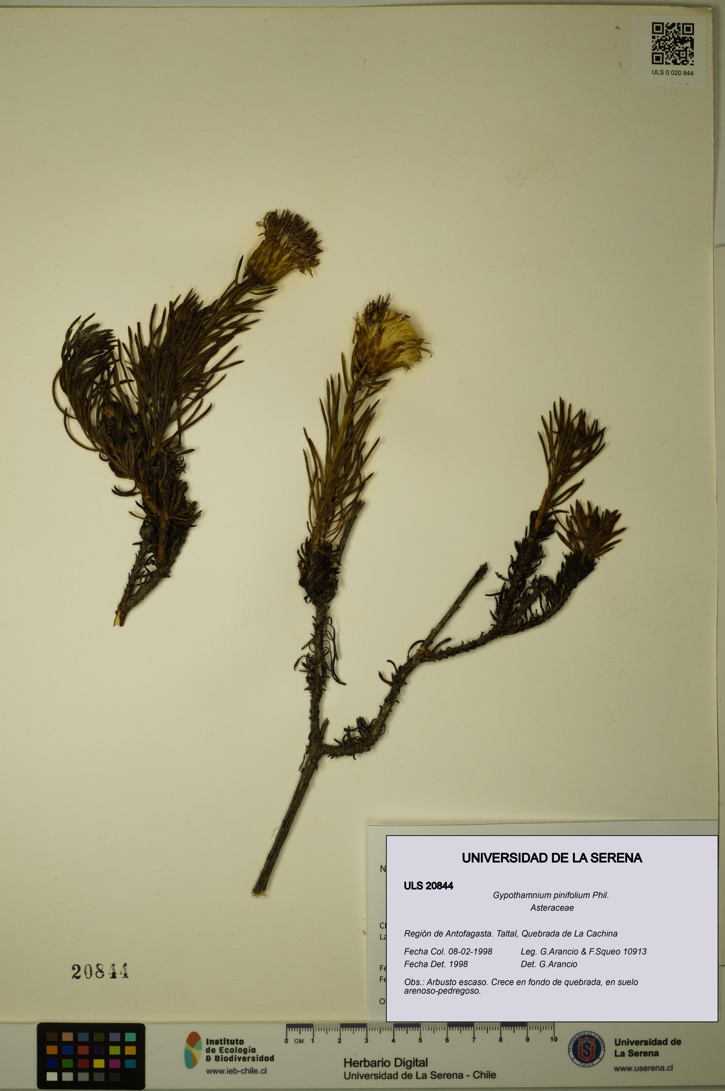 Gypothamnium pinifolium [Espécimen: ULS:ULS:0020844]