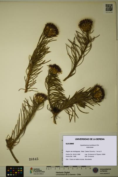 Gypothamnium pinifolium [Espécimen: ULS:ULS:0020845]