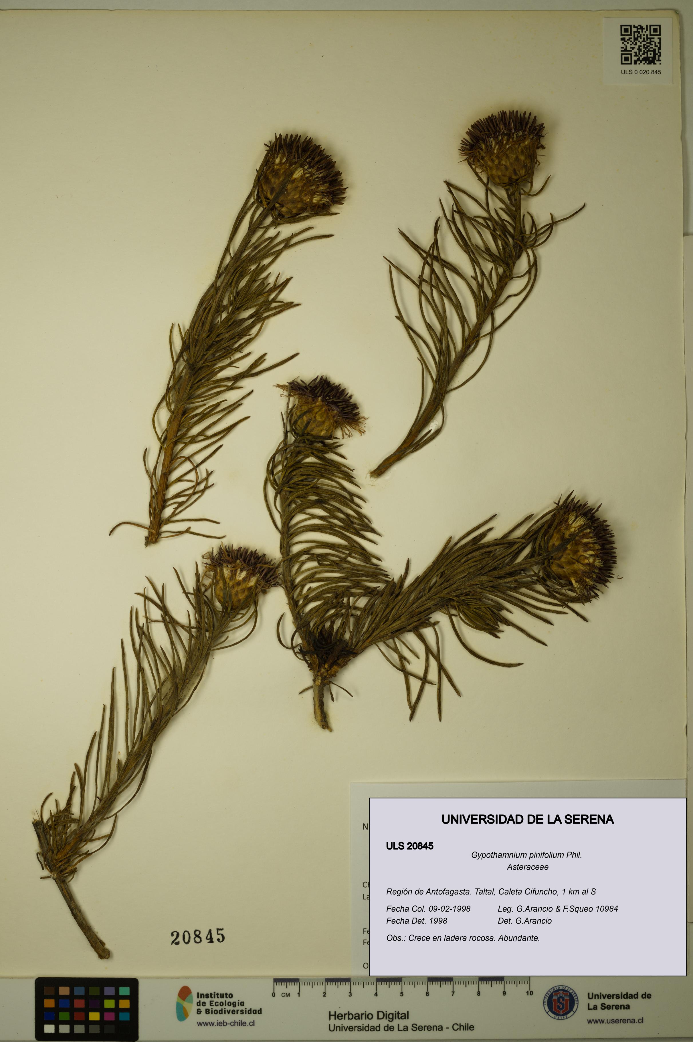 Gypothamnium pinifolium [Espécimen: ULS:ULS:0020845]
