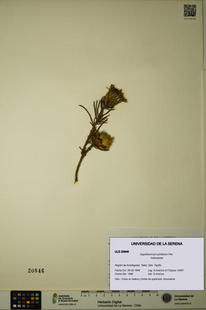 Gypothamnium pinifolium [Espécimen: ULS:ULS:0020846]