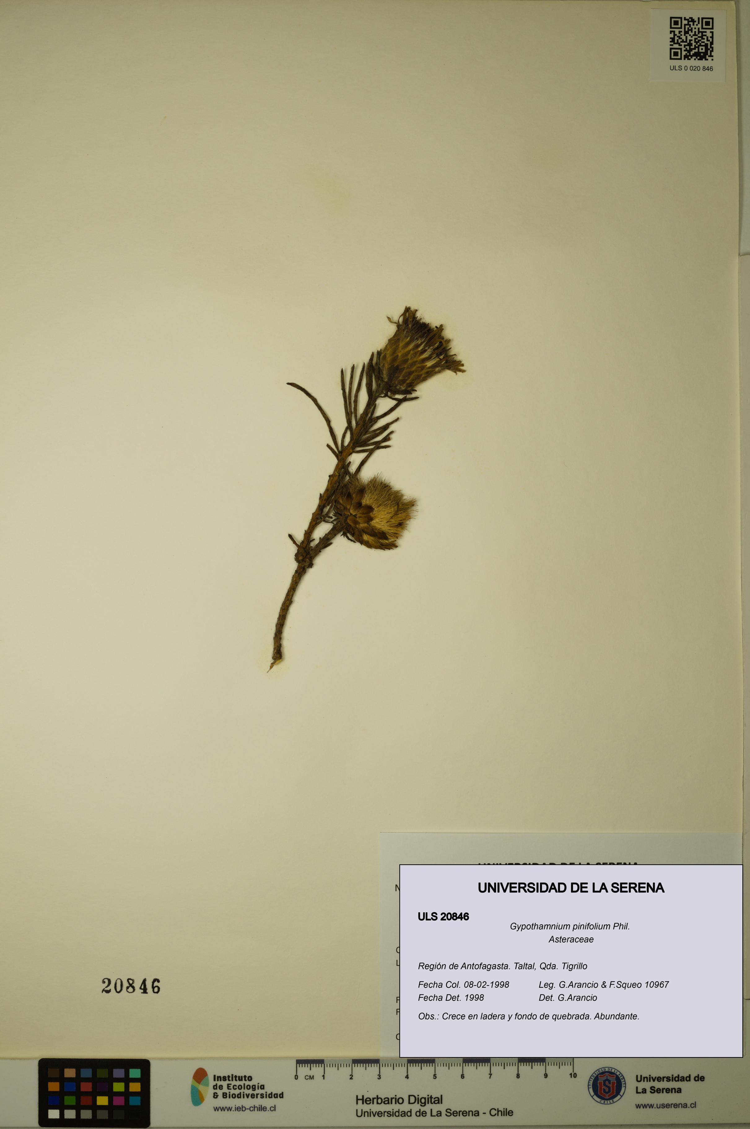 Gypothamnium pinifolium [Espécimen: ULS:ULS:0020846]