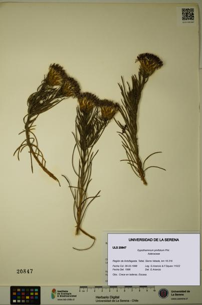 Gypothamnium pinifolium [Espécimen: ULS:ULS:0020847]