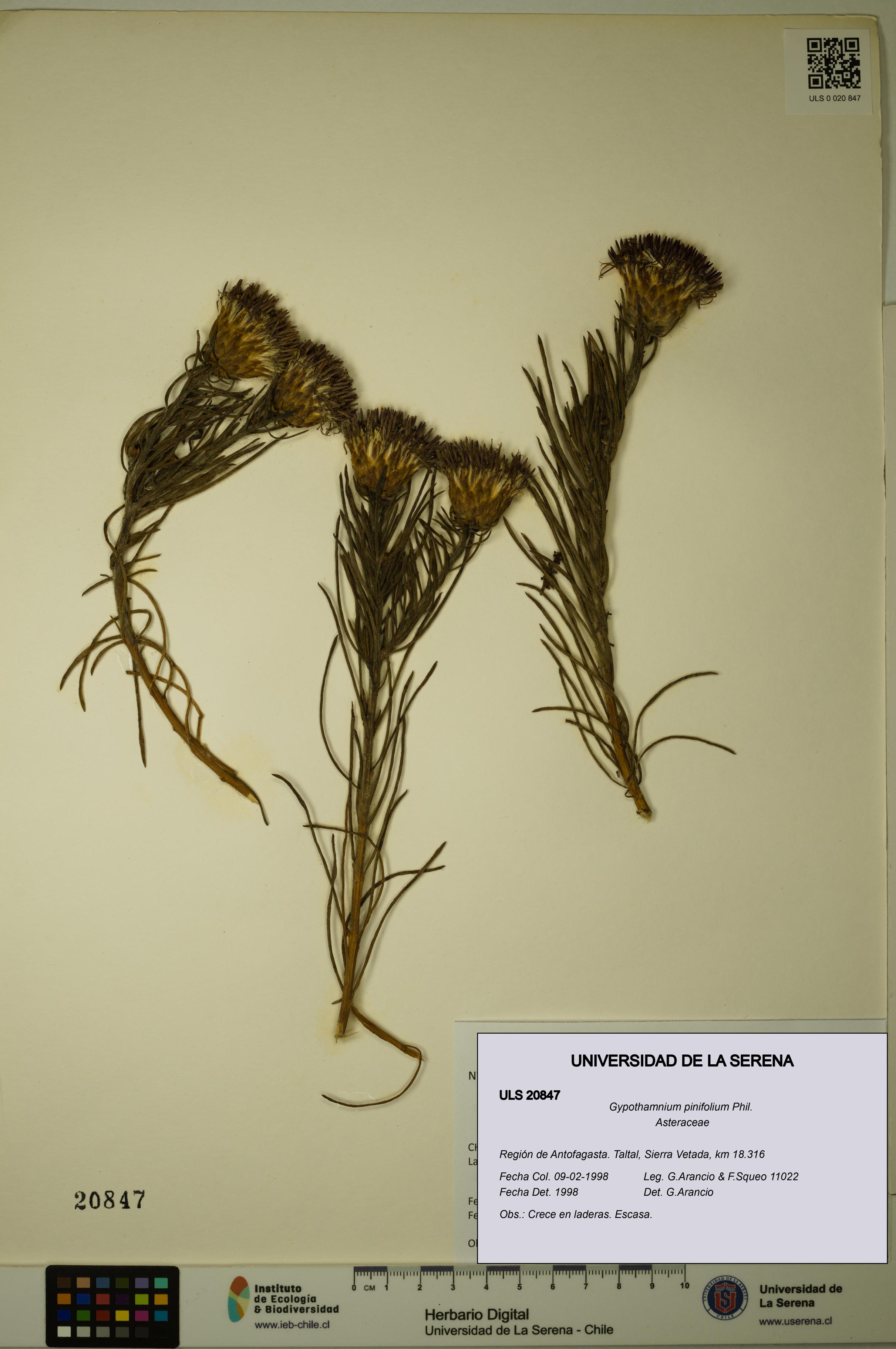 Gypothamnium pinifolium [Espécimen: ULS:ULS:0020847]