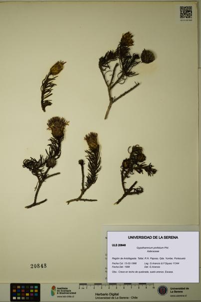Gypothamnium pinifolium [Espécimen: ULS:ULS:0020848]