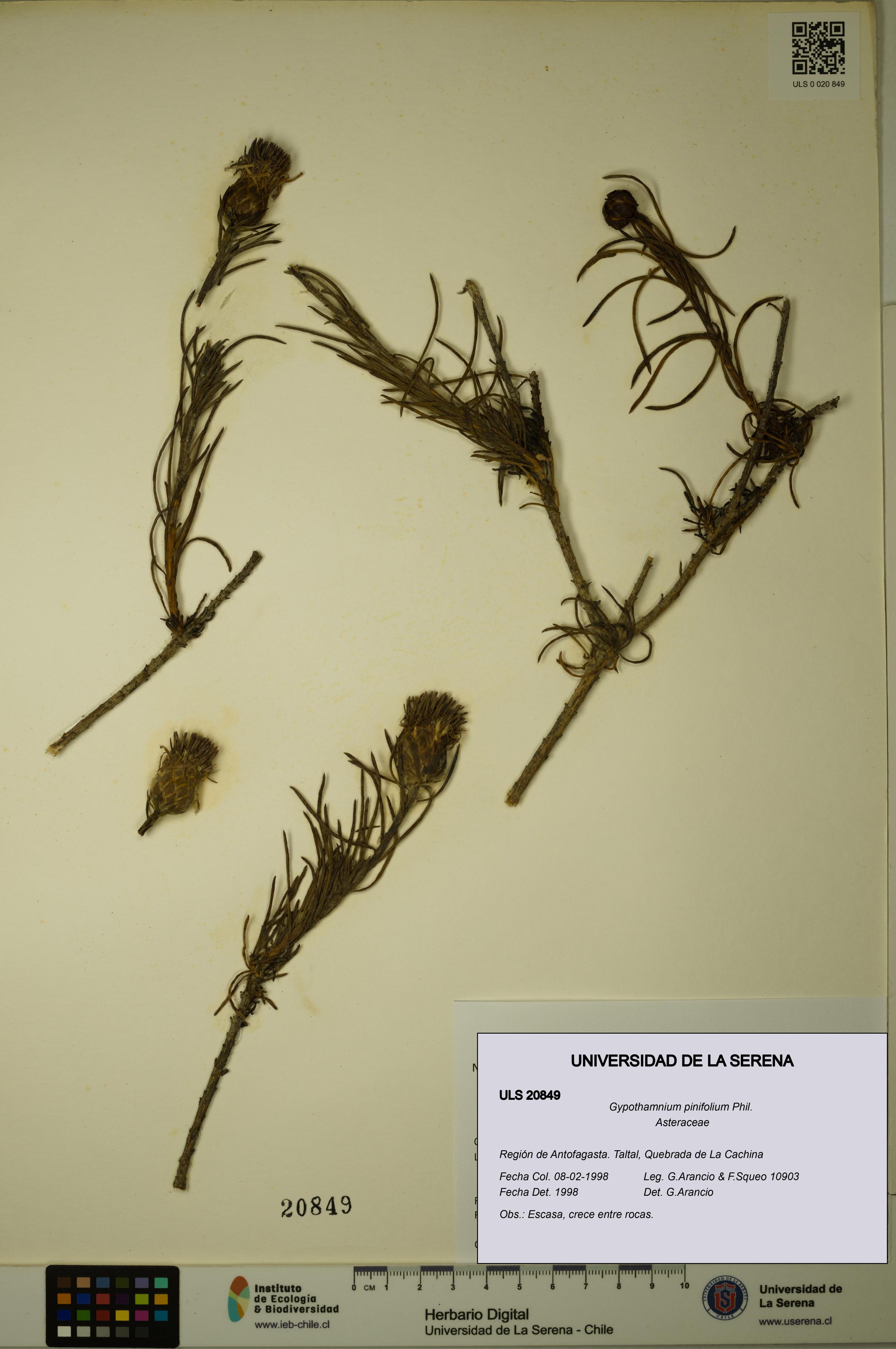 Gypothamnium pinifolium [Espécimen: ULS:ULS:0020849]