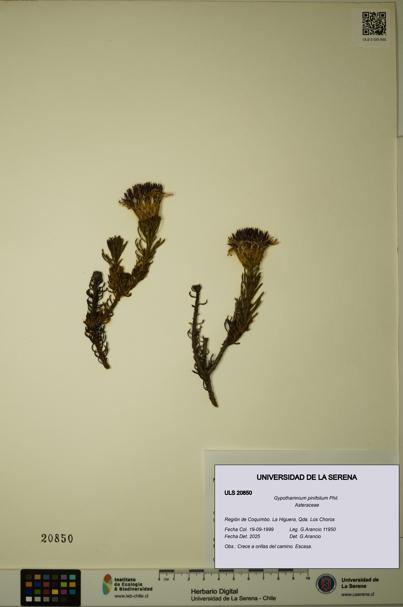 Gypothamnium pinifolium [Espécimen: ULS:ULS:0020850]