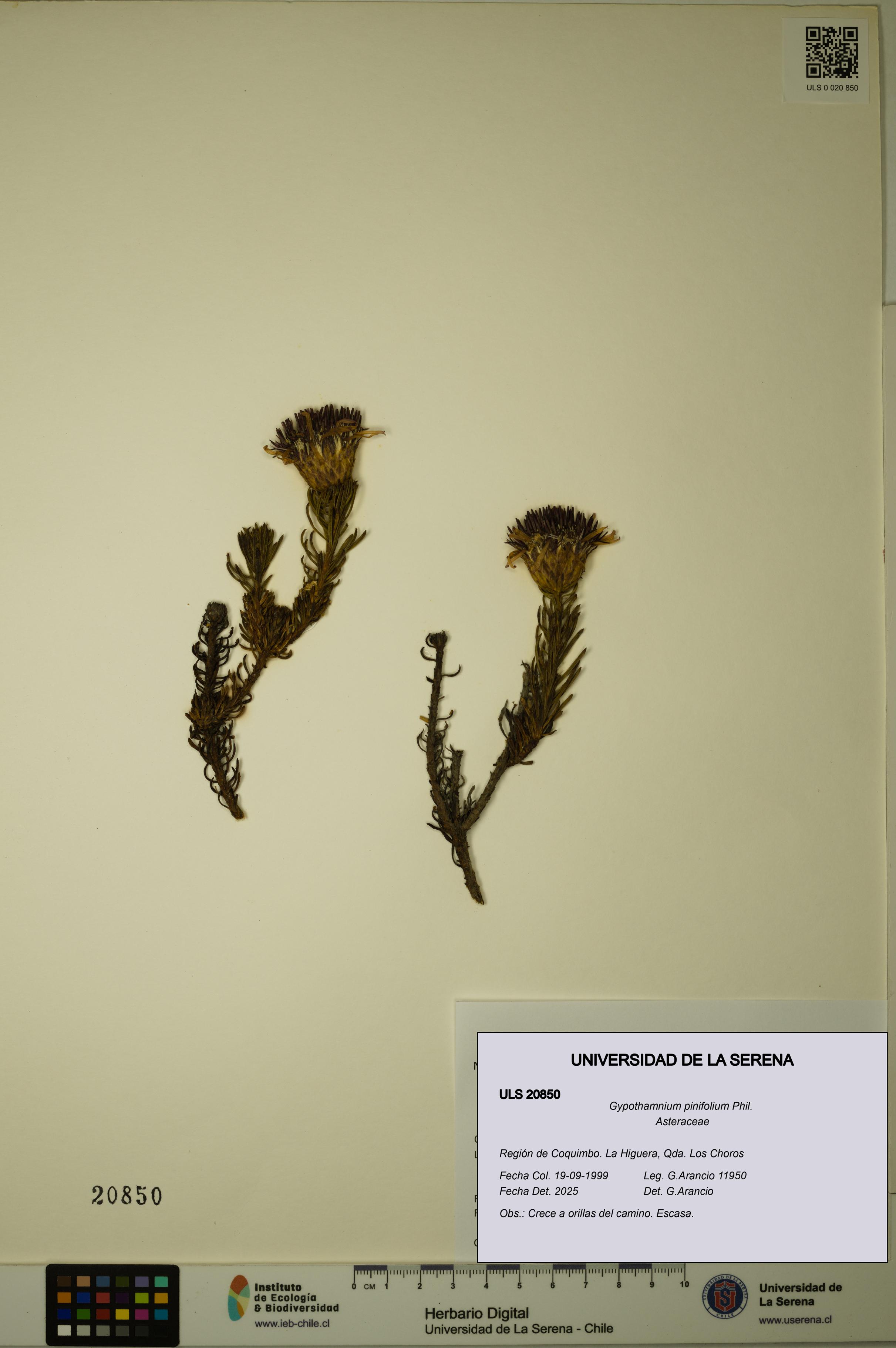 Gypothamnium pinifolium [Espécimen: ULS:ULS:0020850]