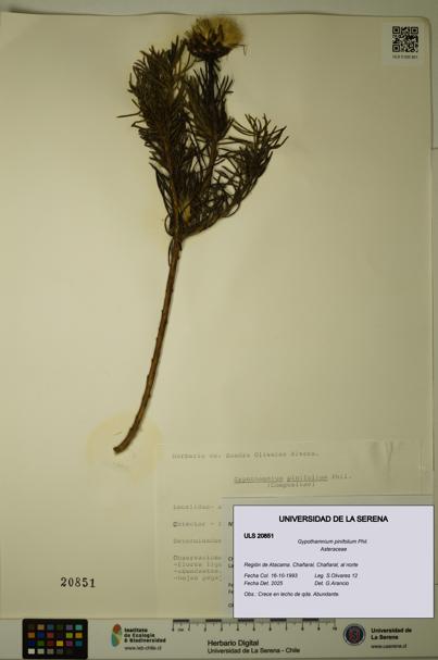 Gypothamnium pinifolium [Espécimen: ULS:ULS:0020851]