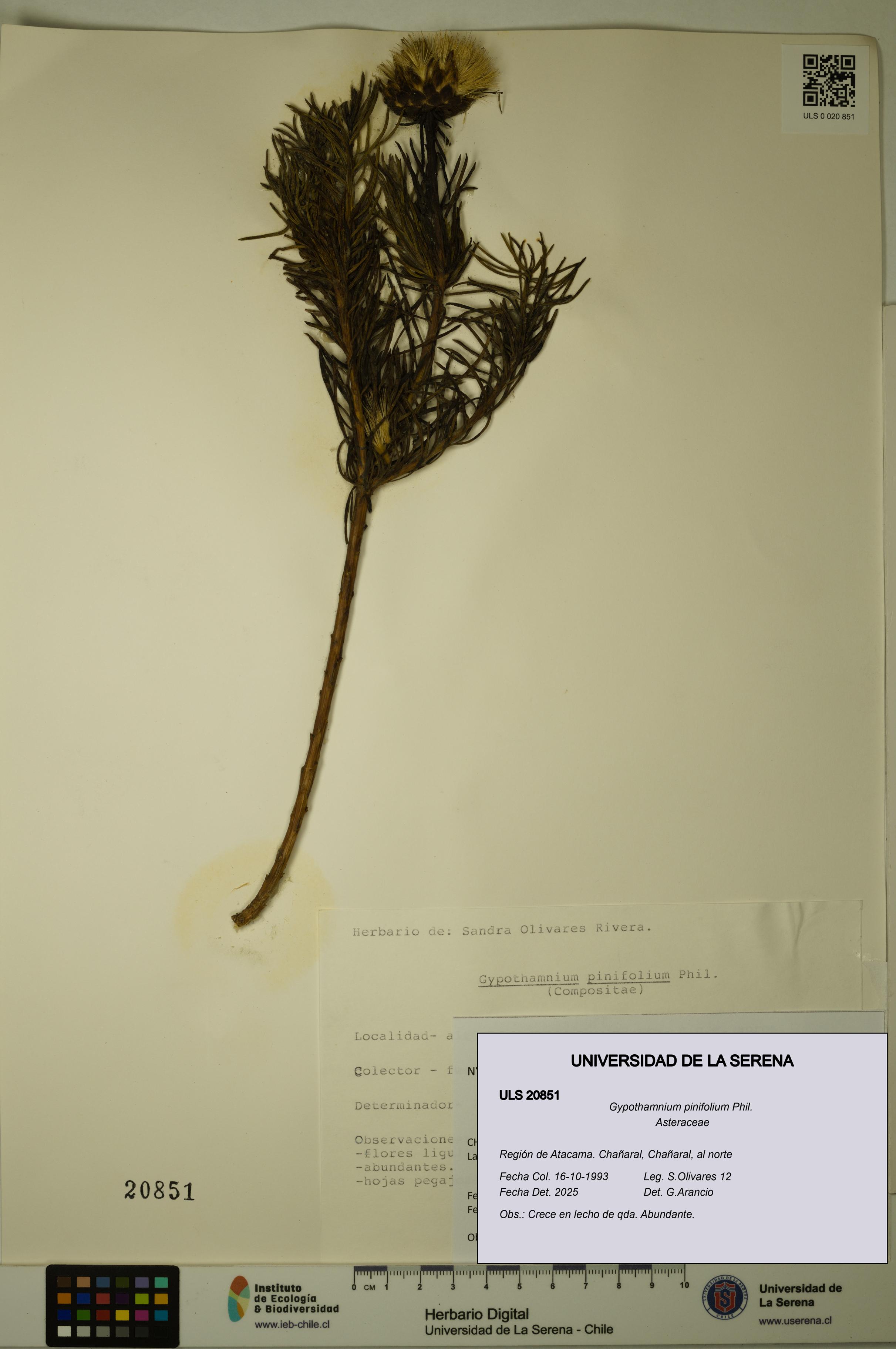 Gypothamnium pinifolium [Espécimen: ULS:ULS:0020851]