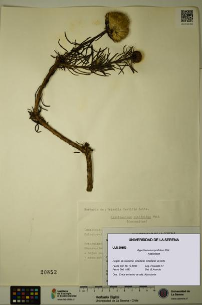 Gypothamnium pinifolium [Espécimen: ULS:ULS:0020852]