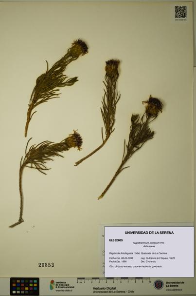 Gypothamnium pinifolium [Espécimen: ULS:ULS:0020853]