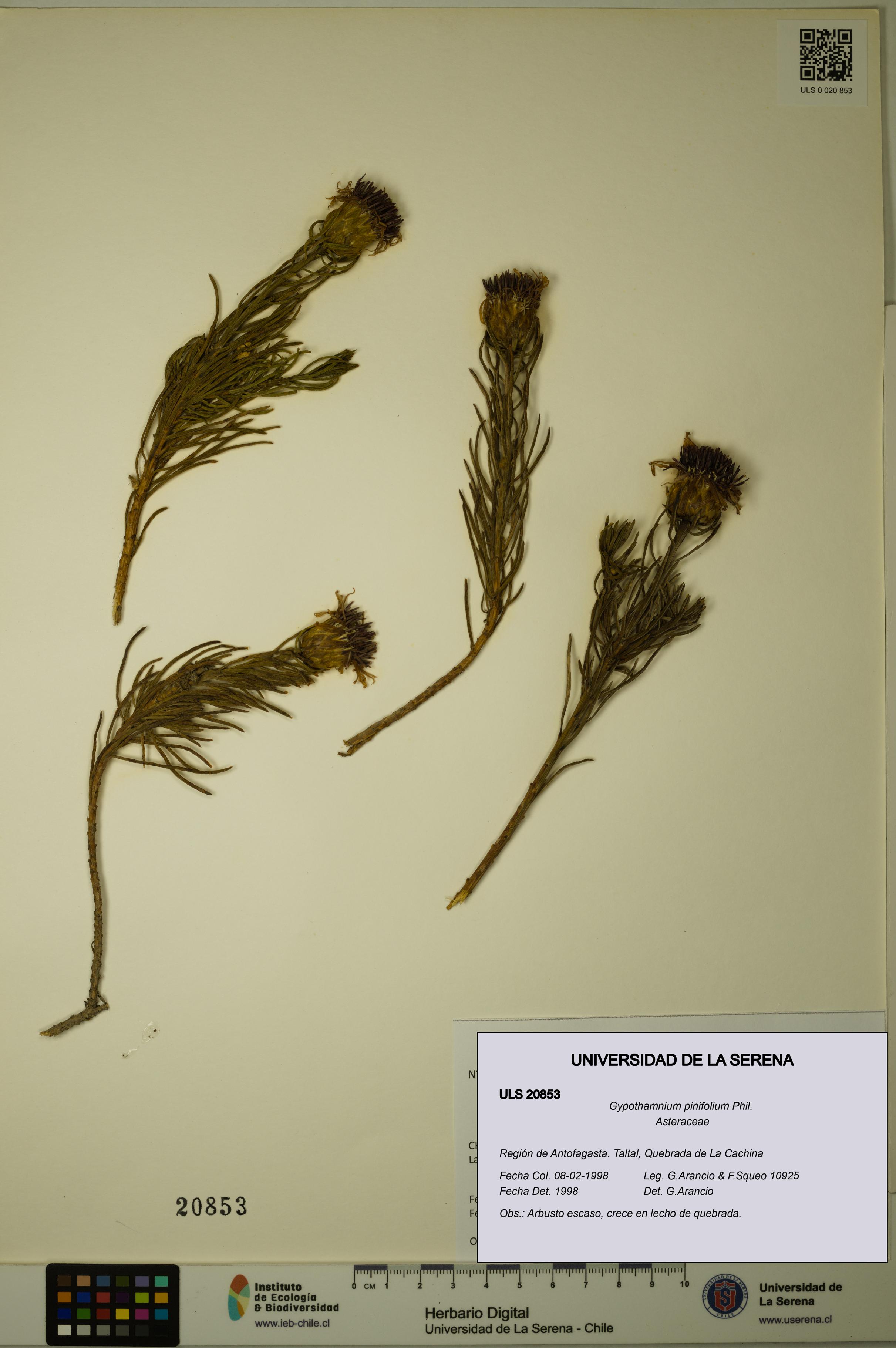 Gypothamnium pinifolium [Espécimen: ULS:ULS:0020853]
