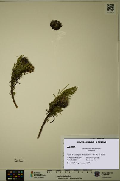 Gypothamnium pinifolium [Espécimen: ULS:ULS:0020854]