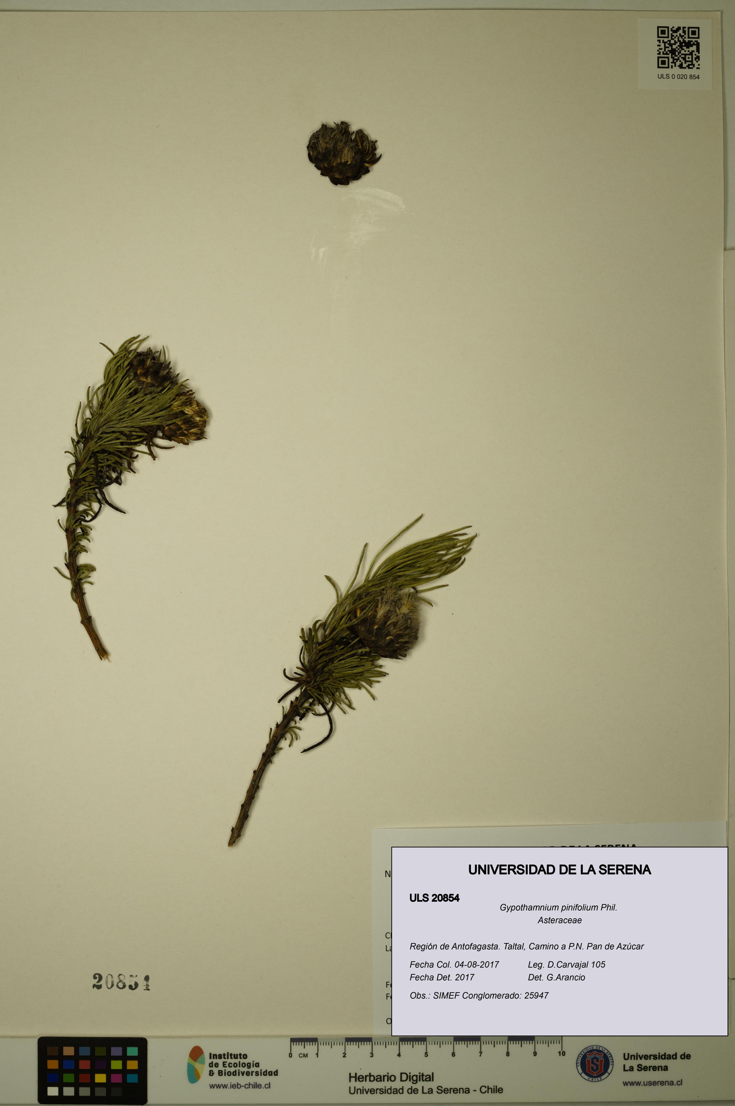 Gypothamnium pinifolium [Espécimen: ULS:ULS:0020854]