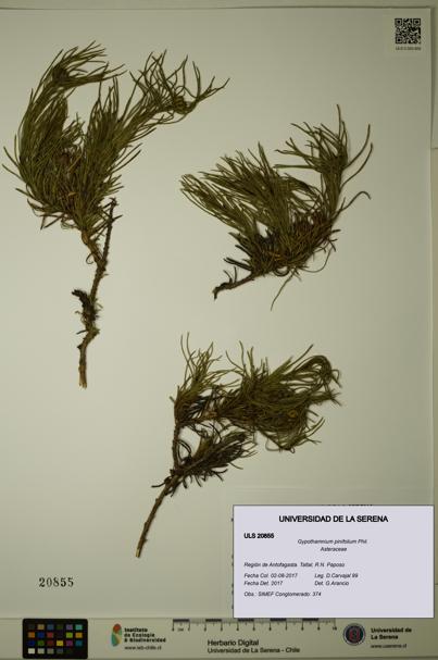 Gypothamnium pinifolium [Espécimen: ULS:ULS:0020855]