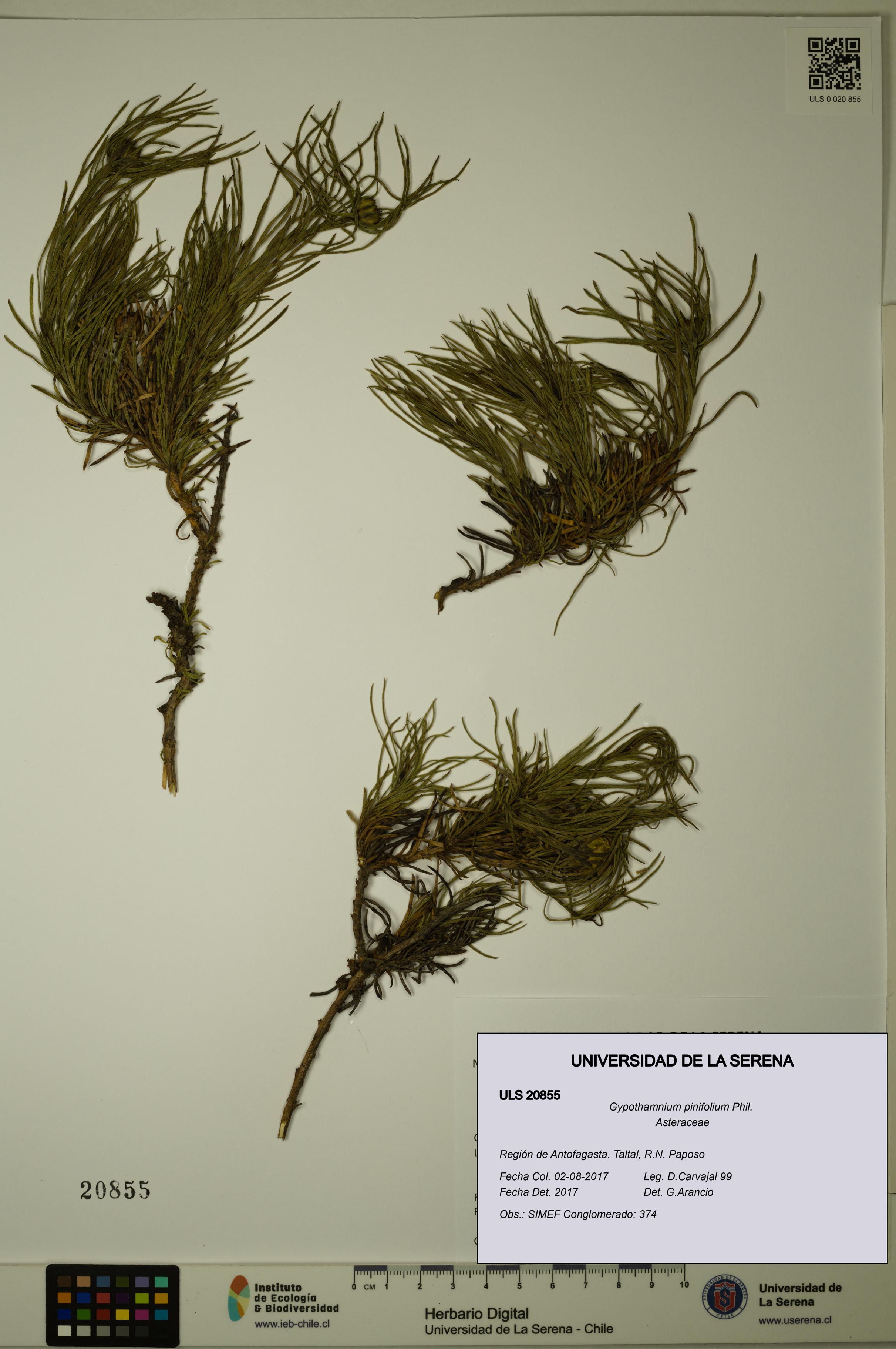 Gypothamnium pinifolium [Espécimen: ULS:ULS:0020855]