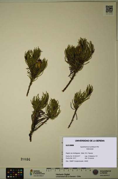 Gypothamnium pinifolium [Espécimen: ULS:ULS:0020856]
