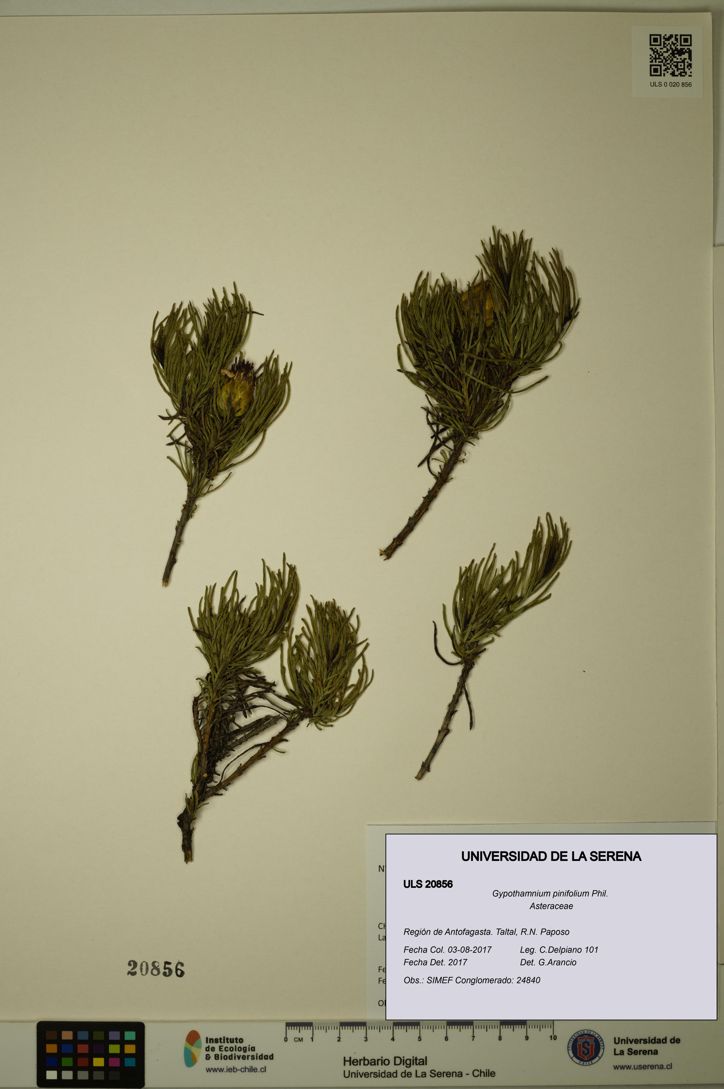 Gypothamnium pinifolium [Espécimen: ULS:ULS:0020856]