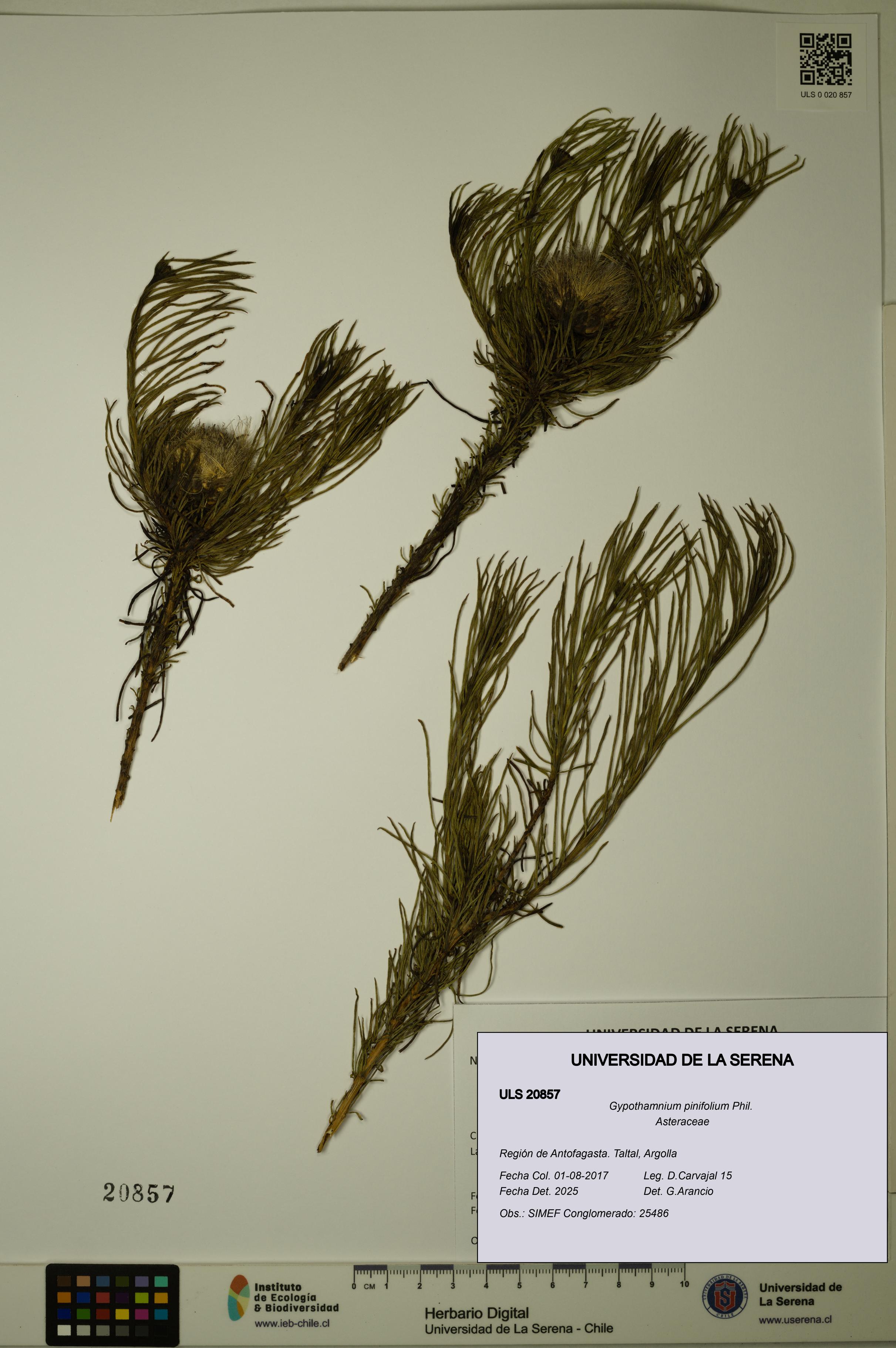 Gypothamnium pinifolium [Espécimen: ULS:ULS:0020857]