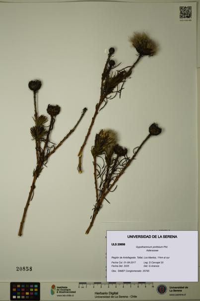 Gypothamnium pinifolium [Espécimen: ULS:ULS:0020858]