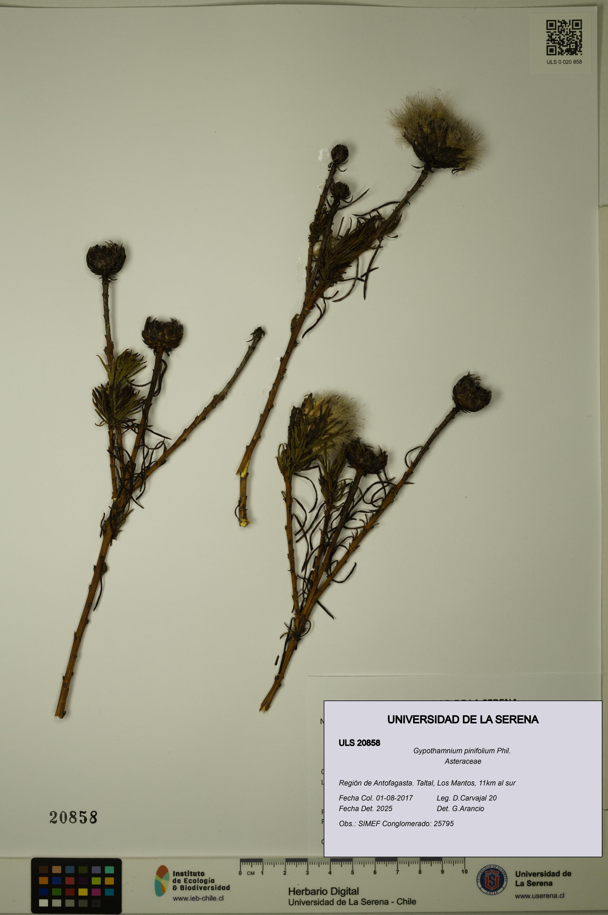 Gypothamnium pinifolium [Espécimen: ULS:ULS:0020858]