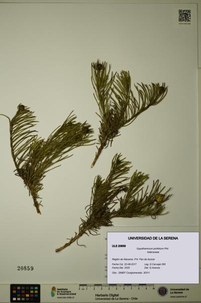 Gypothamnium pinifolium [Espécimen: ULS:ULS:0020859]