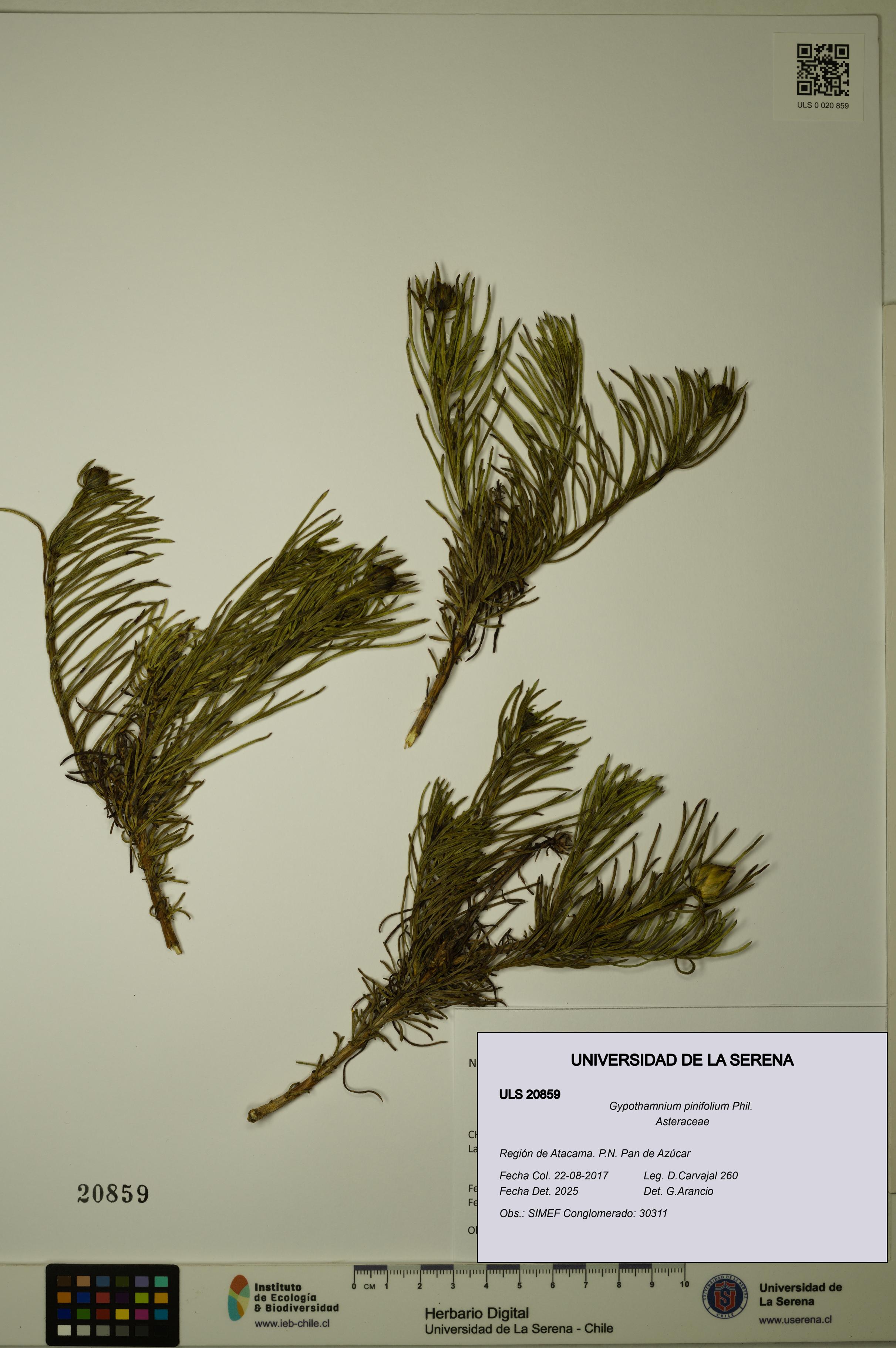 Gypothamnium pinifolium [Espécimen: ULS:ULS:0020859]