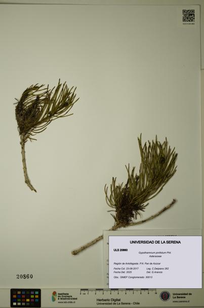 Gypothamnium pinifolium [Espécimen: ULS:ULS:0020860]