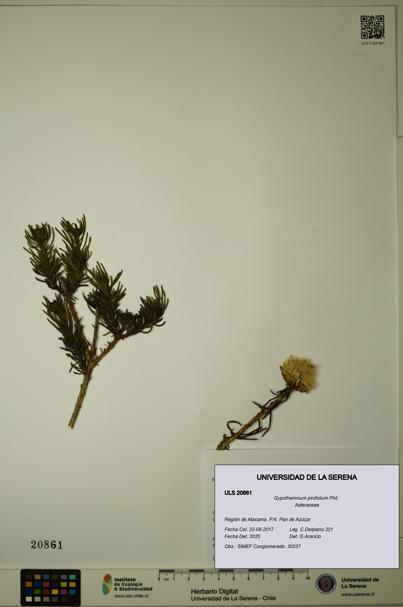 Gypothamnium pinifolium [Espécimen: ULS:ULS:0020861]