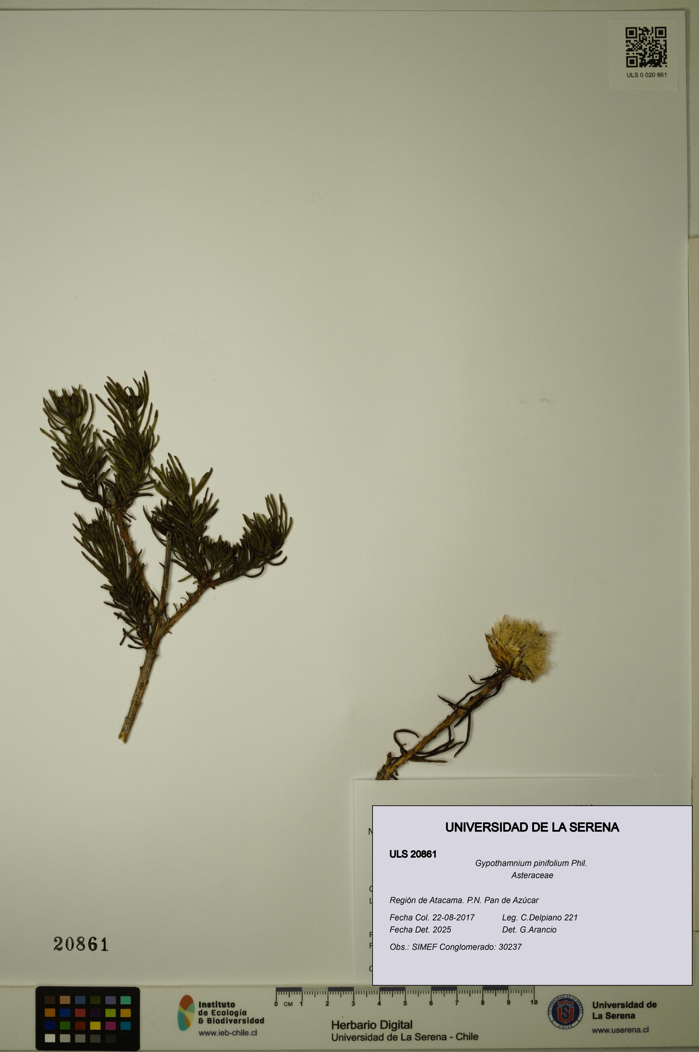 Gypothamnium pinifolium [Espécimen: ULS:ULS:0020861]