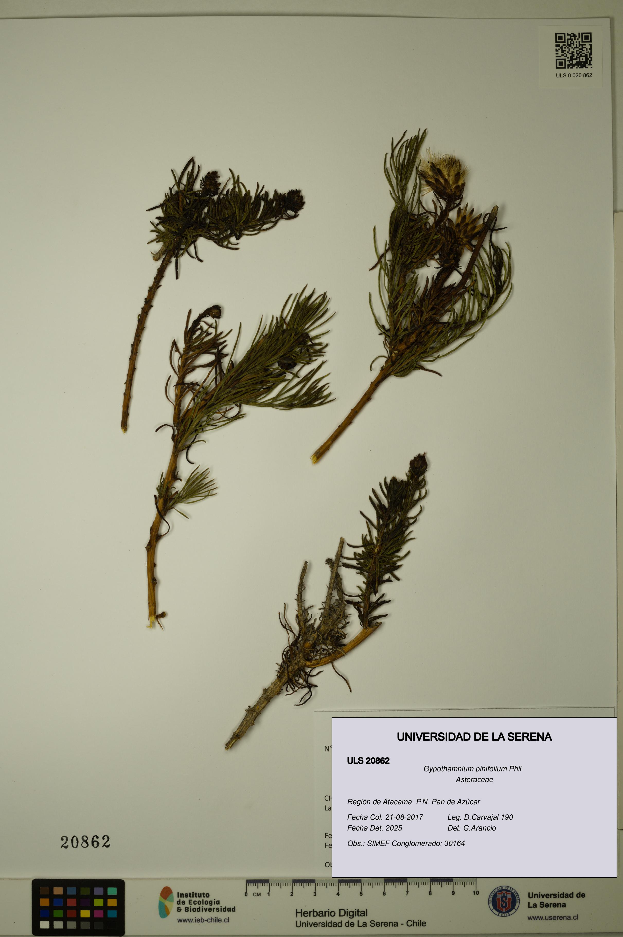 Gypothamnium pinifolium [Espécimen: ULS:ULS:0020862]