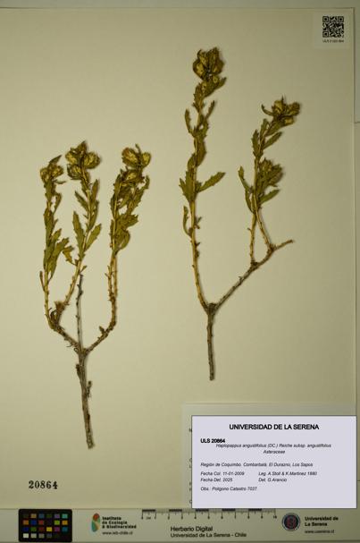 Haplopappus angustifolius subsp. angustifolius [Espécimen: ULS:ULS:0020864]