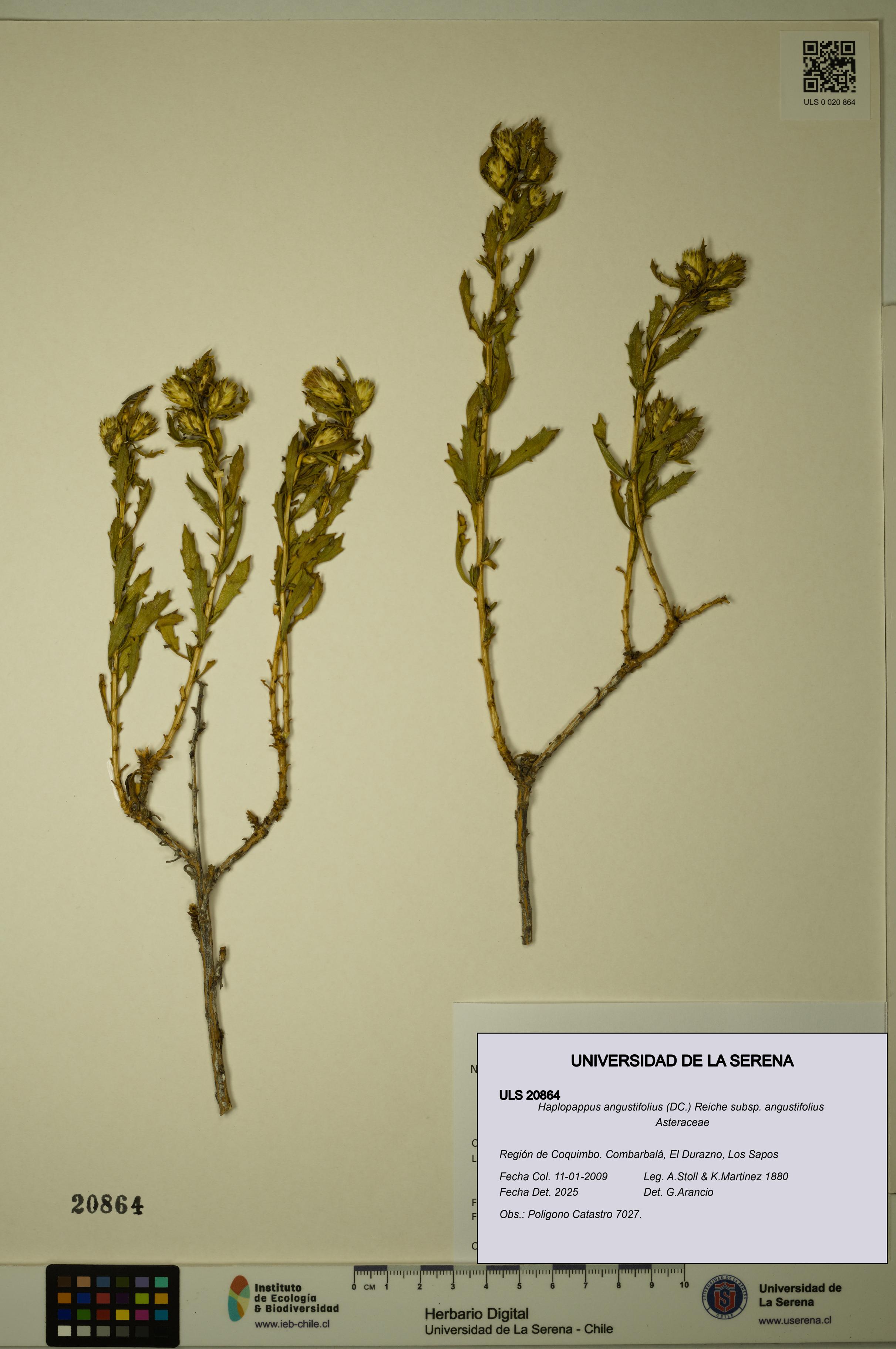 Haplopappus angustifolius subsp. angustifolius [Espécimen: ULS:ULS:0020864]