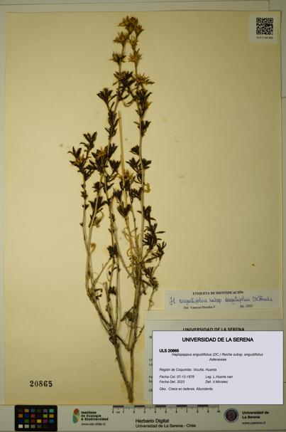 Haplopappus angustifolius subsp. angustifolius [Espécimen: ULS:ULS:0020865]