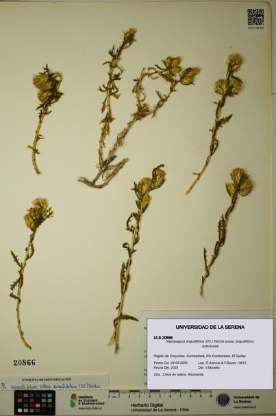 Haplopappus angustifolius subsp. angustifolius [Espécimen: ULS:ULS:0020866]