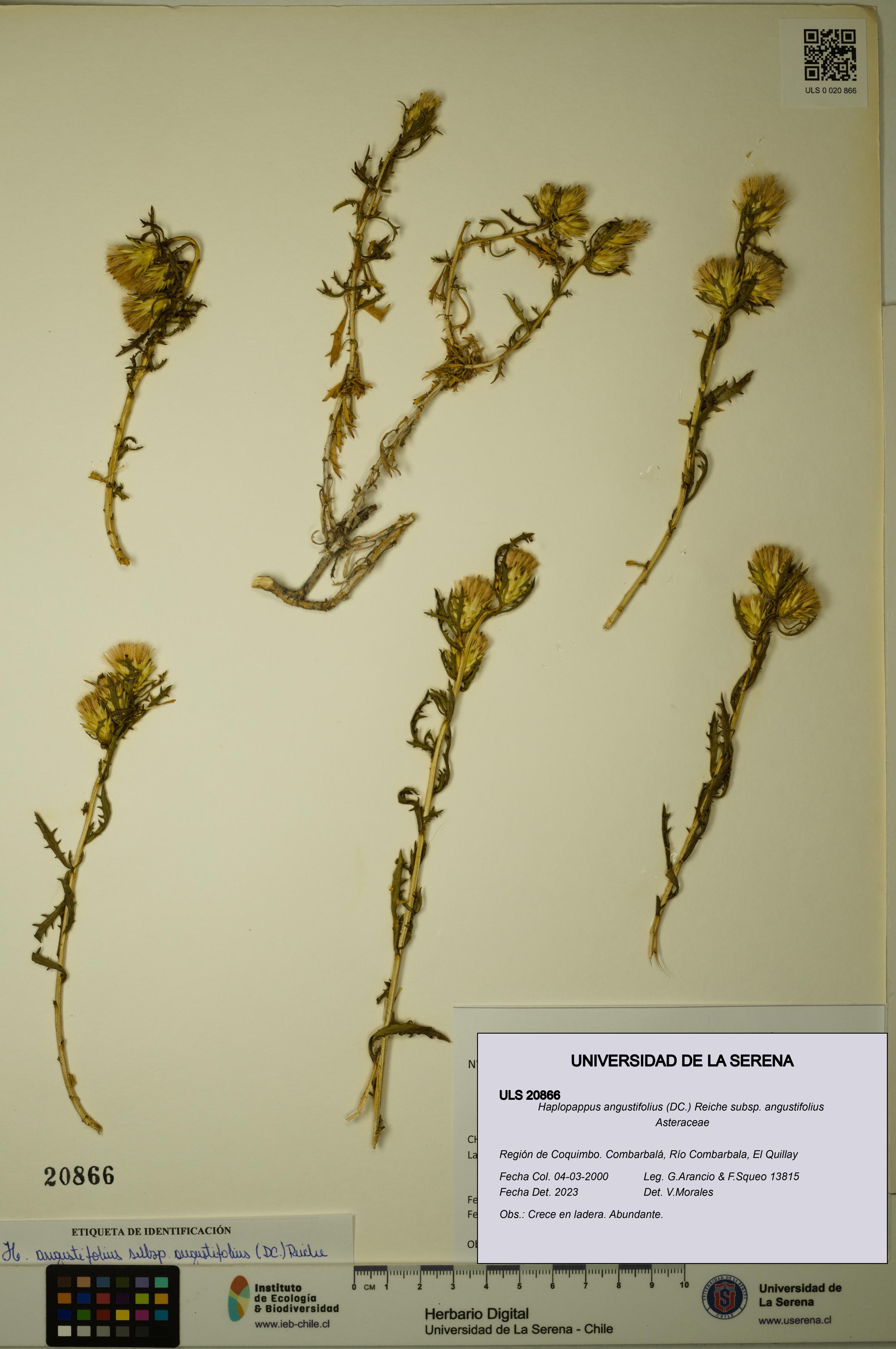 Haplopappus angustifolius subsp. angustifolius [Espécimen: ULS:ULS:0020866]