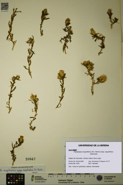 Haplopappus angustifolius subsp. angustifolius [Espécimen: ULS:ULS:0020867]