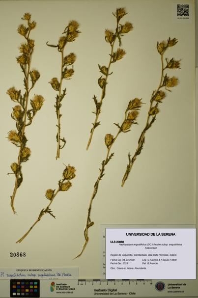 Haplopappus angustifolius subsp. angustifolius [Espécimen: ULS:ULS:0020868]
