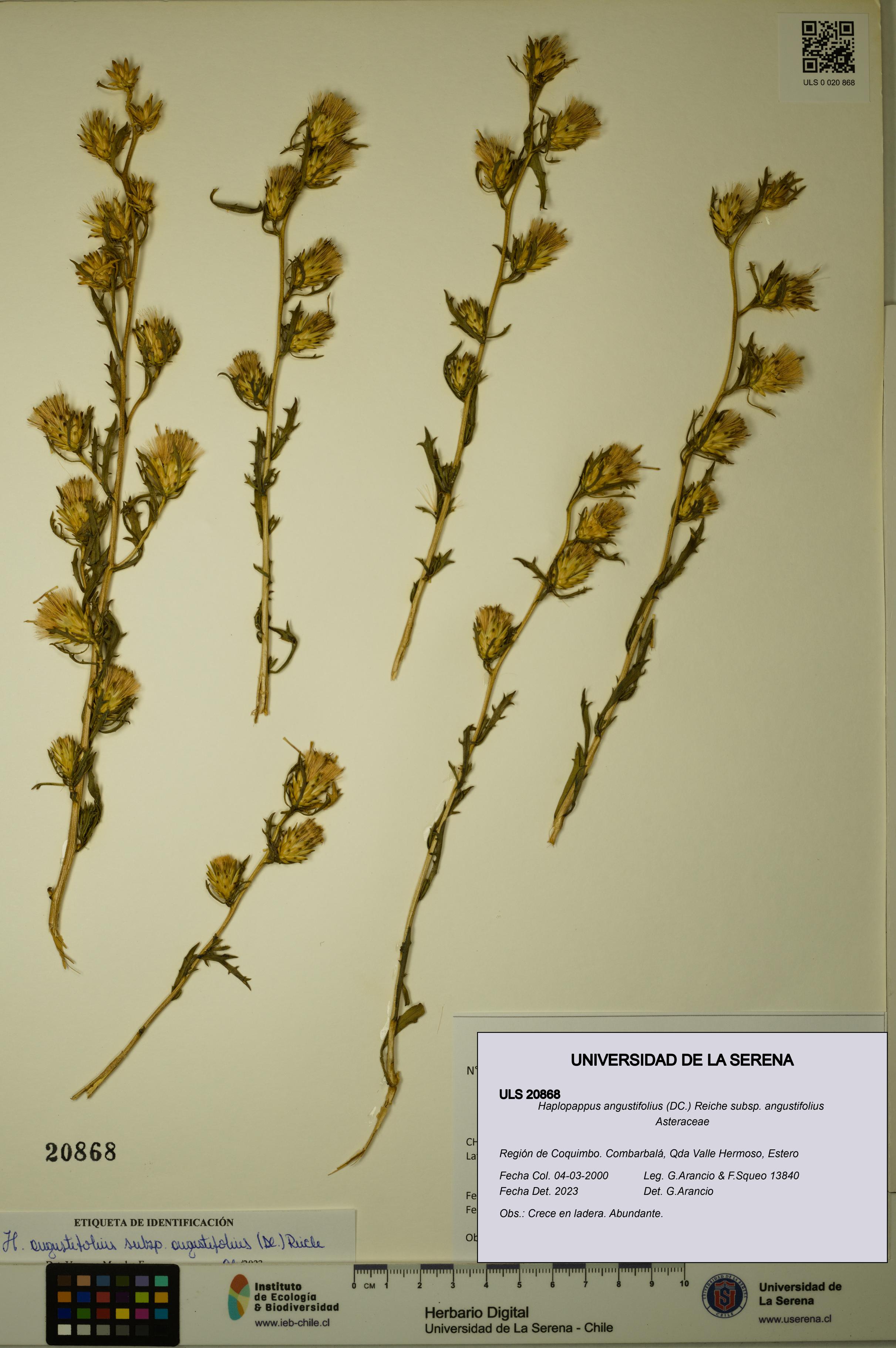 Haplopappus angustifolius subsp. angustifolius [Espécimen: ULS:ULS:0020868]