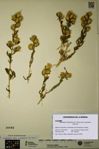 Haplopappus angustifolius subsp. angustifolius [Espécimen: ULS:ULS:0020869]