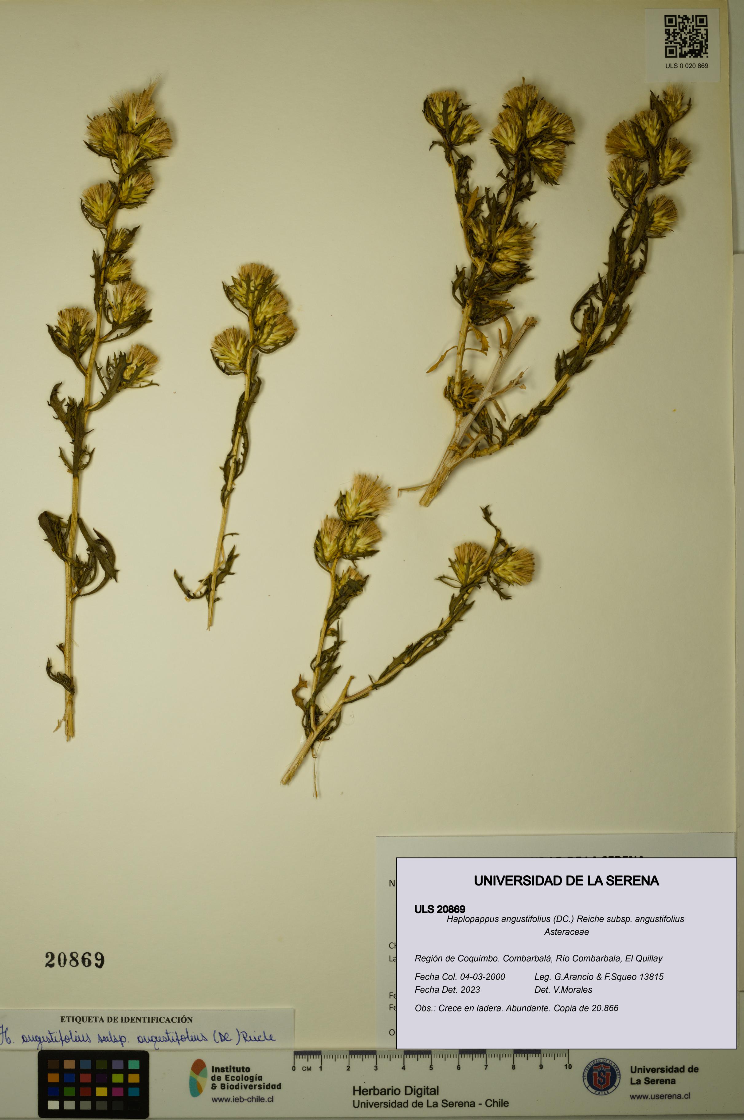 Haplopappus angustifolius subsp. angustifolius [Espécimen: ULS:ULS:0020869]