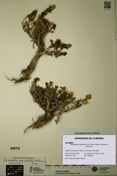 Haplopappus angustifolius subsp. angustifolius [Espécimen: ULS:ULS:0020870]