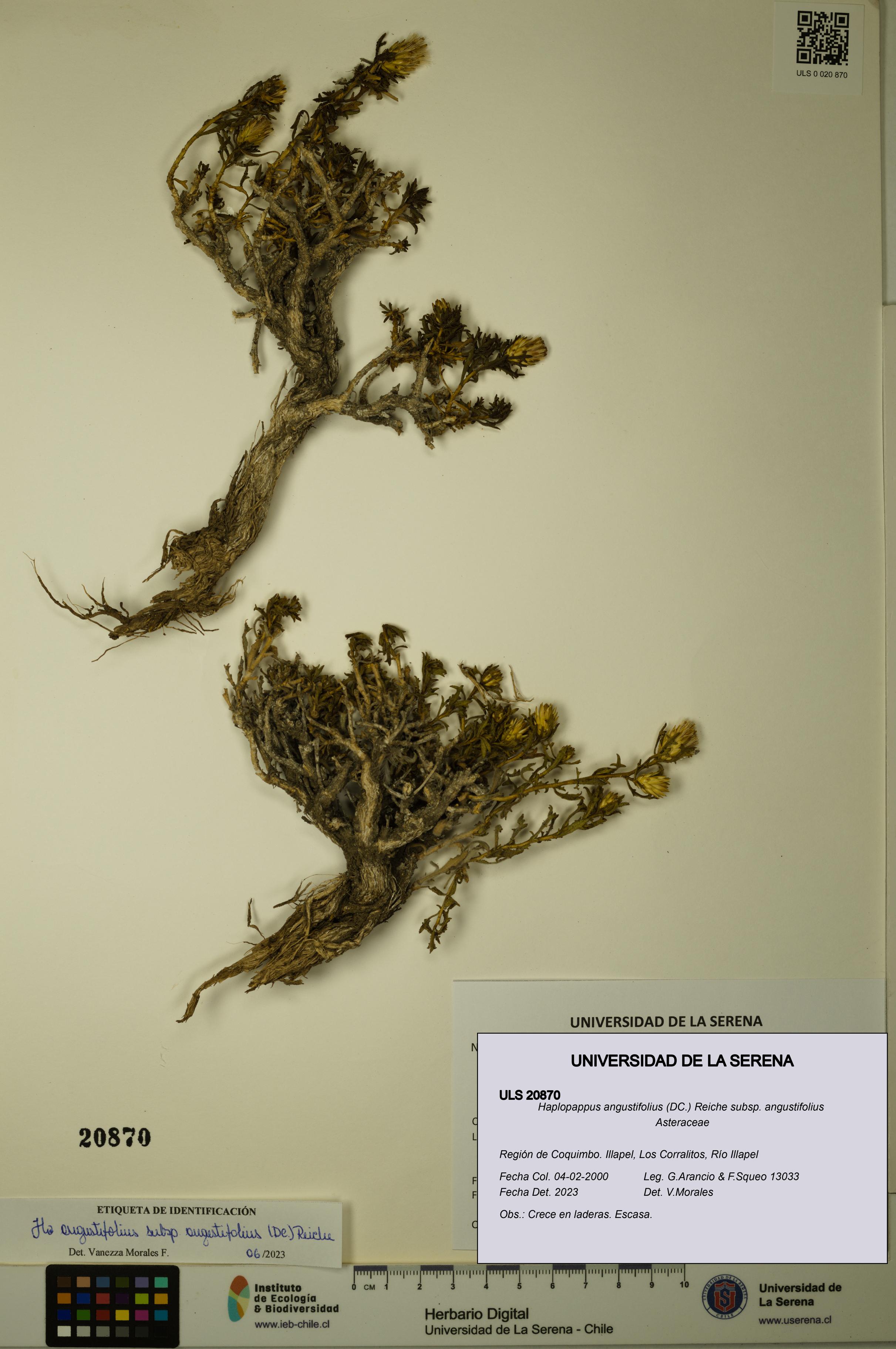 Haplopappus angustifolius subsp. angustifolius [Espécimen: ULS:ULS:0020870]