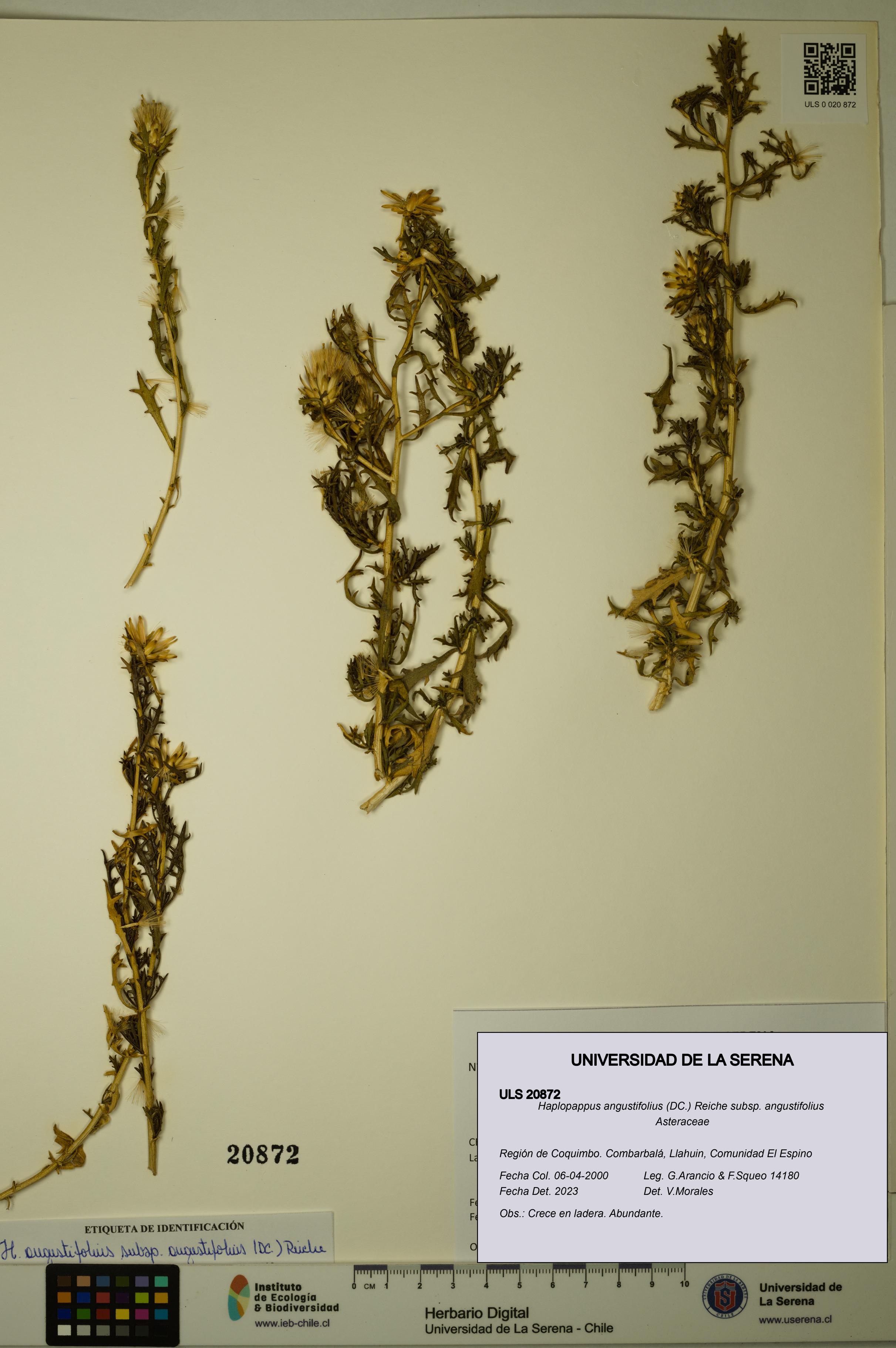 Haplopappus angustifolius subsp. angustifolius [Espécimen: ULS:ULS:0020872]