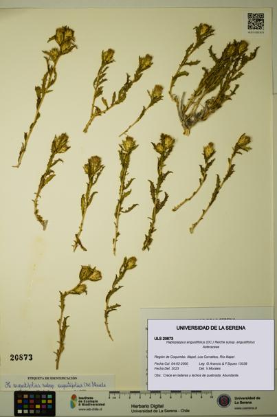 Haplopappus angustifolius subsp. angustifolius [Espécimen: ULS:ULS:0020873]