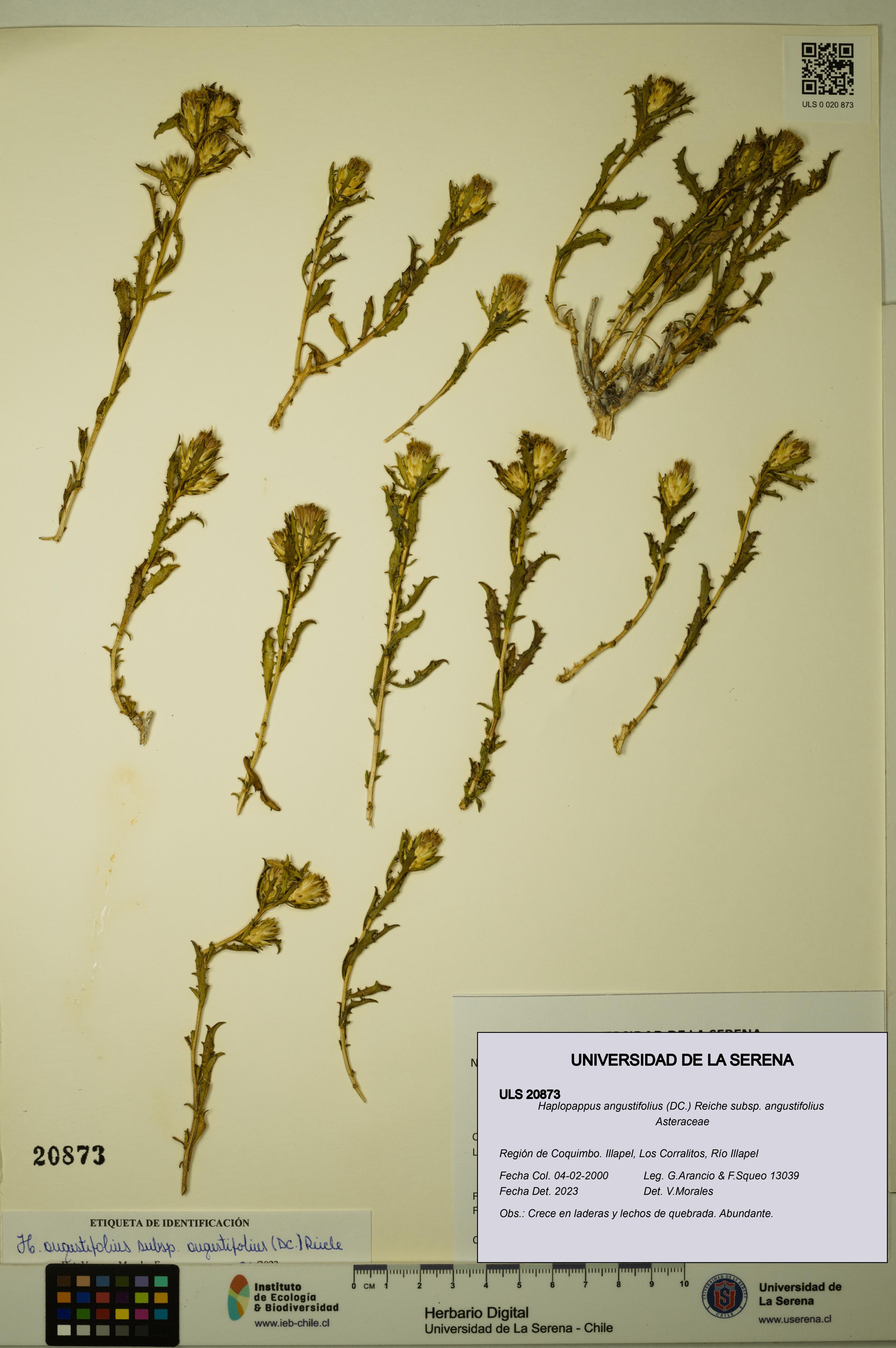 Haplopappus angustifolius subsp. angustifolius [Espécimen: ULS:ULS:0020873]