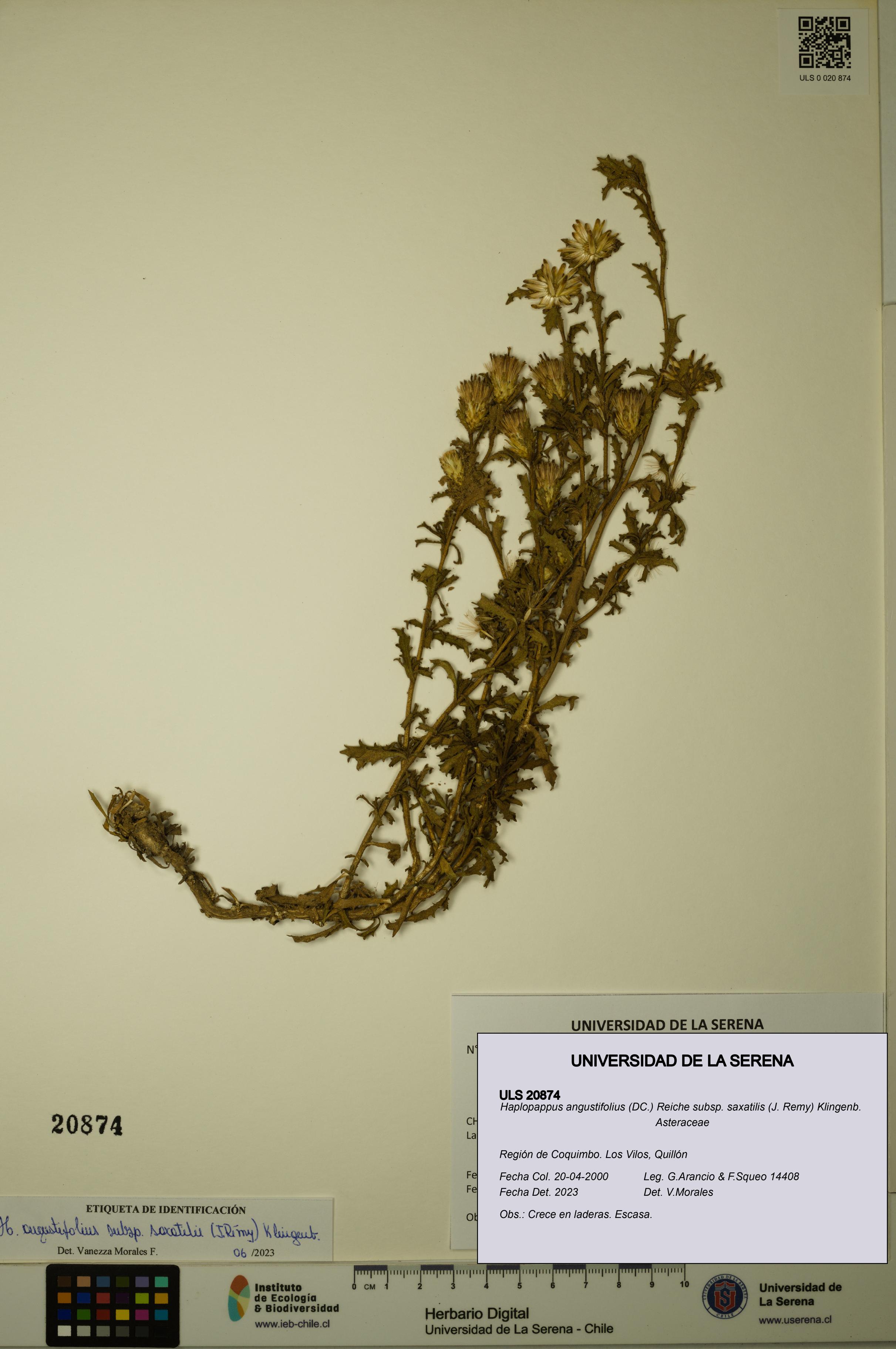 Haplopappus angustifolius subsp. saxatilis [Espécimen: ULS:ULS:0020874]